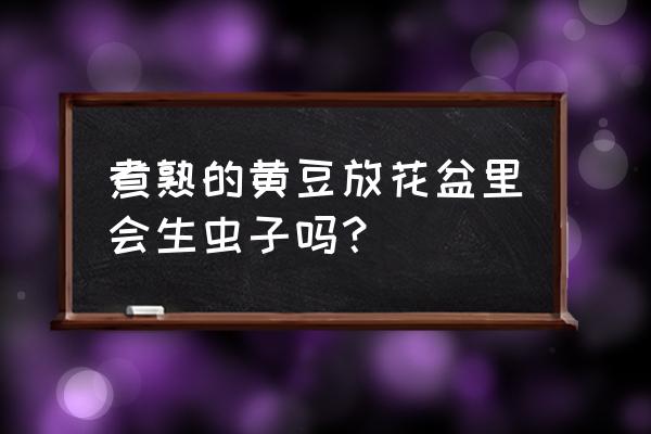 炒熟的黄豆能直接埋入花盆吗 煮熟的黄豆放花盆里会生虫子吗？