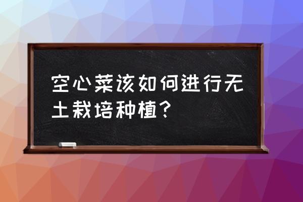 西瓜有机无土栽培技术 空心菜该如何进行无土栽培种植？