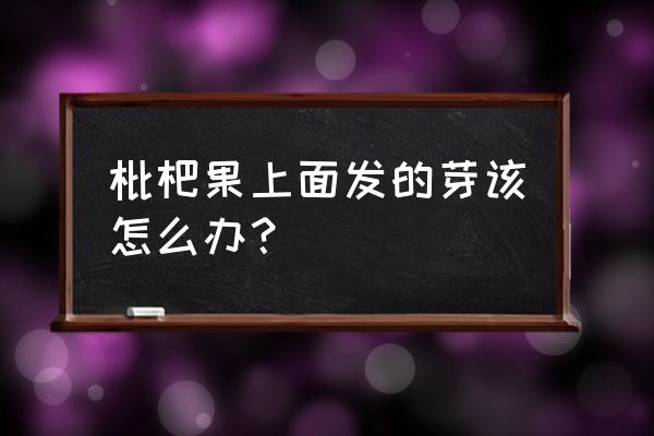 枇杷种子怎么发芽最快 枇杷果上面发的芽该怎么办？