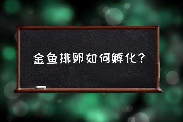 金鱼排出鱼籽怎么孵化 金鱼排卵如何孵化？