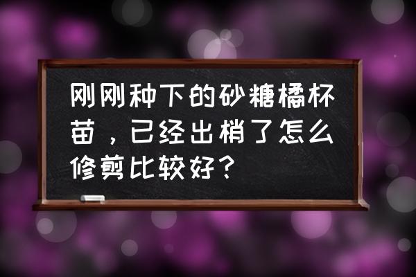 刚挂果的沙糖桔有花蕾时怎样管理 刚刚种下的砂糖橘杯苗，已经出梢了怎么修剪比较好？