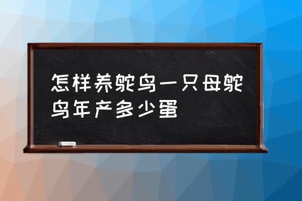 在农村怎样养殖鸵鸟赚钱 怎样养鸵鸟一只母鸵鸟年产多少蛋