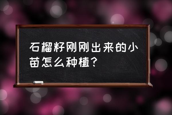 石榴籽几月份种发芽最快方法 石榴籽刚刚出来的小苗怎么种植？