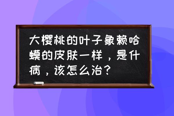 大樱桃树苗病害有哪些 大樱桃的叶子象赖哈蟆的皮肤一样，是什病，该怎么治？