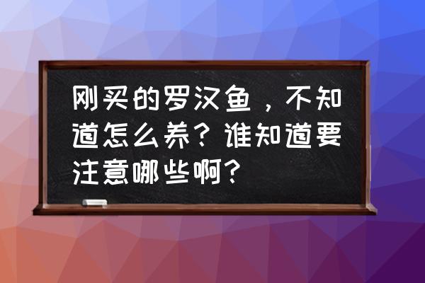 新手养殖鱼要注意事项 刚买的罗汉鱼，不知道怎么养？谁知道要注意哪些啊？