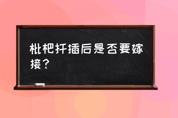 枇杷嫁接用哪种方法最好 枇杷扦插后是否要嫁接？