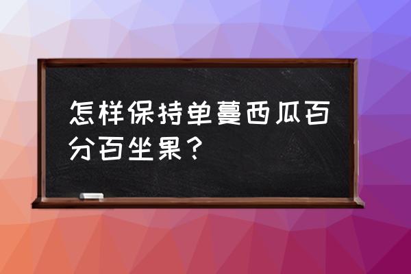 西瓜如何快速膨大 怎样保持单蔓西瓜百分百坐果？