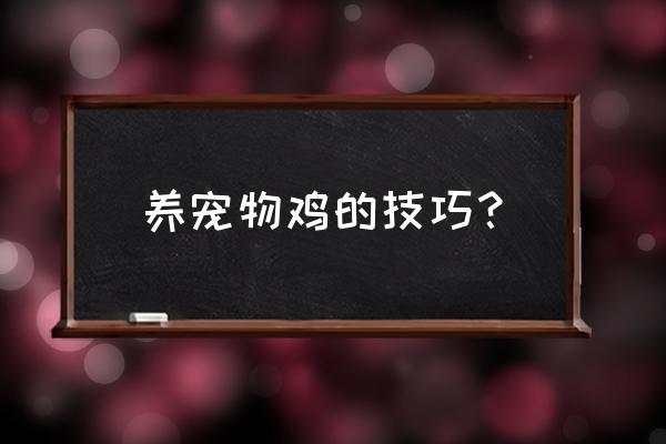 养贵妃鸡的正确方法 养宠物鸡的技巧？