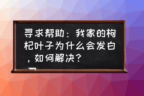 枸杞白粉病家庭怎样防治 寻求帮助：我家的枸杞叶子为什么会发白，如何解决？