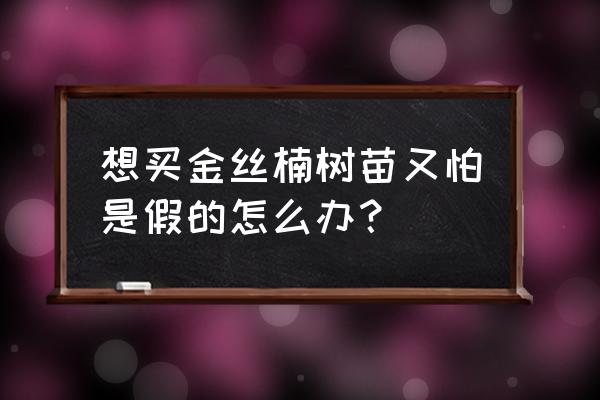 宿迁发来的苗木怎么辨真假 想买金丝楠树苗又怕是假的怎么办？