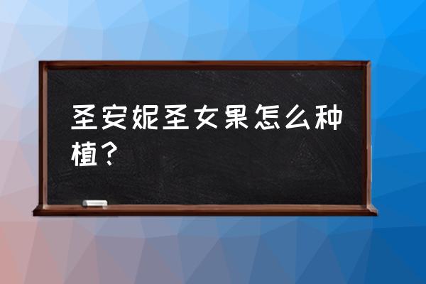 刚买回来的圣女果怎么种才能种出 圣安妮圣女果怎么种植？