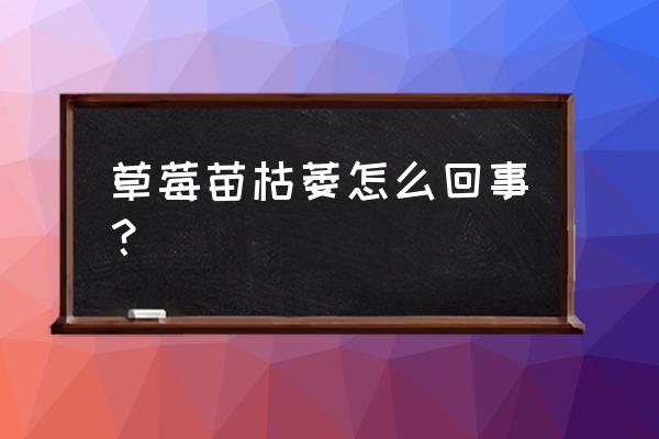 草莓叶子发黄干枯是怎么补救 草莓苗枯萎怎么回事？