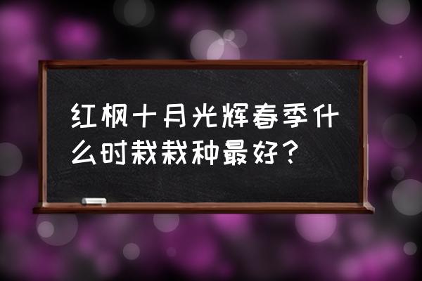 红枫树最佳种植时间 红枫十月光辉春季什么时栽栽种最好？