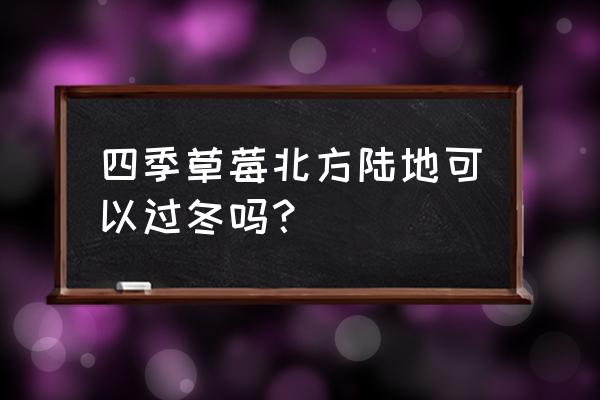 四季草莓怎么过冬最好 四季草莓北方陆地可以过冬吗？