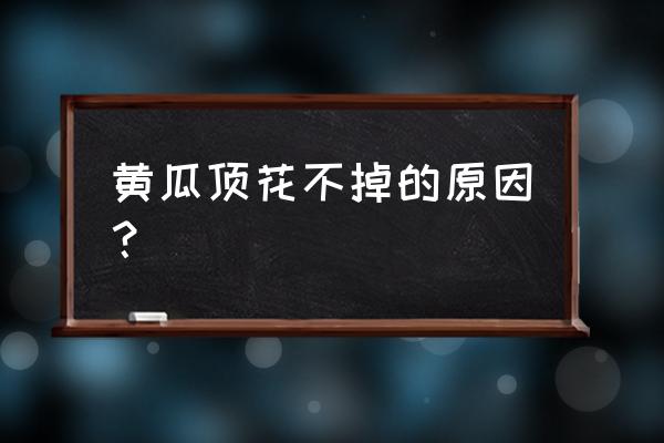 黄瓜花打顶可以自己恢复吗 黄瓜顶花不掉的原因？