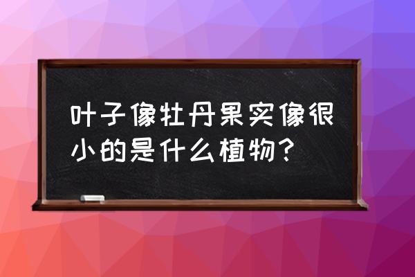 牡丹哪个品种能长成大树 叶子像牡丹果实像很小的是什么植物？