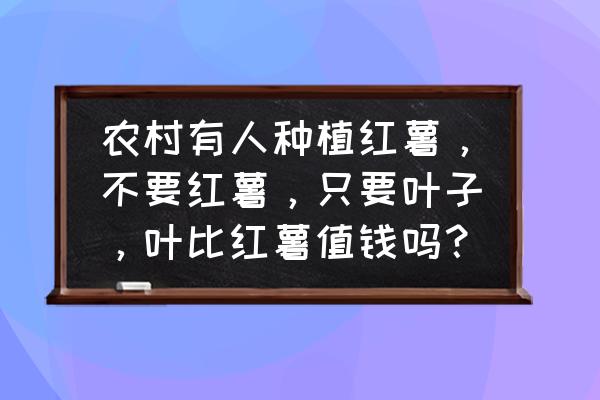 尖椒炒薯尖正宗做法 农村有人种植红薯，不要红薯，只要叶子，叶比红薯值钱吗？