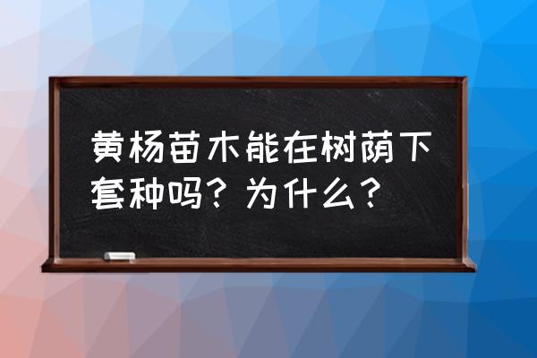 营养钵苗移栽要去土吗 黄杨苗木能在树荫下套种吗？为什么？