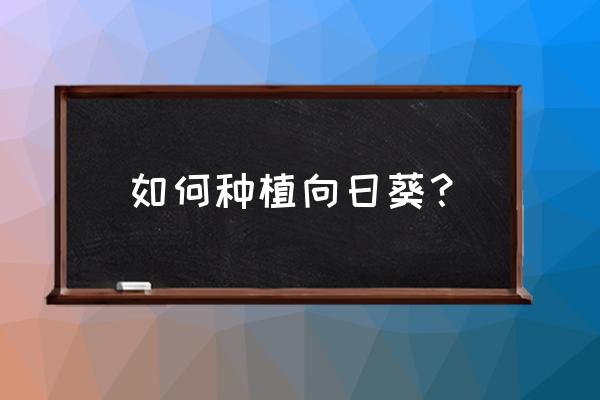 种植葵花的正确方法 如何种植向日葵？