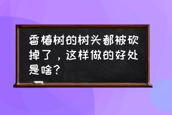 洋辣子辣了快速止疼的方法 香椿树的树头都被砍掉了，这样做的好处是啥？