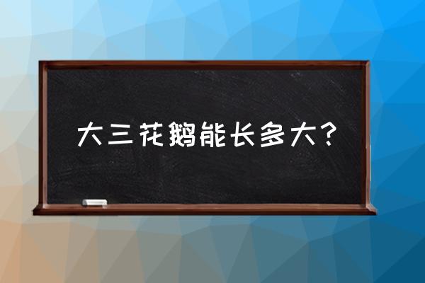 成年鹅如何分公和母 大三花鹅能长多大？