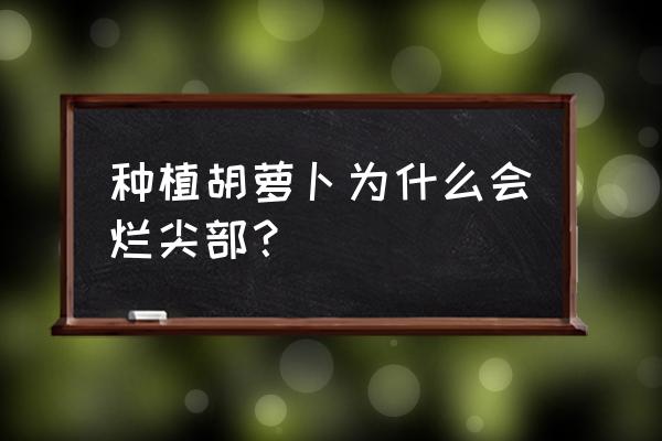 种植胡萝卜为什么会烂尖部 种植胡萝卜为什么会烂尖部？