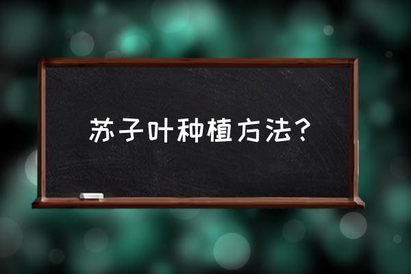 紫苏适合一年四季种植吗 苏子叶种植方法？