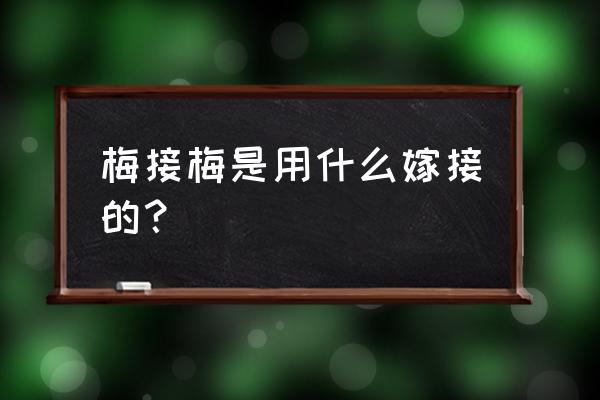 梅花树出胶了是什么原因 梅接梅是用什么嫁接的？