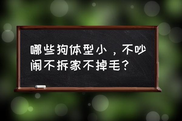 家庭常见狗狗品种 哪些狗体型小，不吵闹不拆家不掉毛？