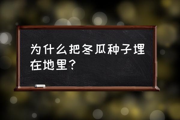 小冬瓜籽如何快速出芽 为什么把冬瓜种子埋在地里？