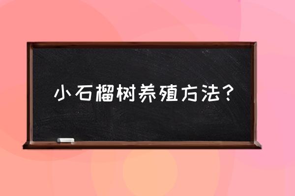 石榴干腐病最佳防治方案 小石榴树养殖方法？