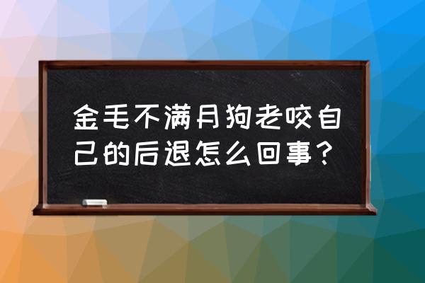 金毛皮肤有红点怎么办 金毛不满月狗老咬自己的后退怎么回事？