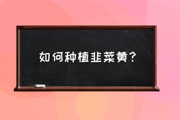 盆栽黄韭菜的种植方法 如何种植韭菜黄？