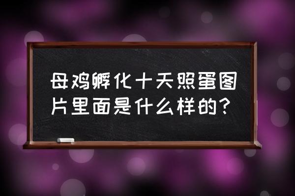 母鸡下蛋图片大全大图 母鸡孵化十天照蛋图片里面是什么样的？