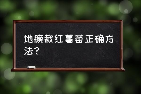 红薯最新的育苗方法 地膜栽红薯苗正确方法？