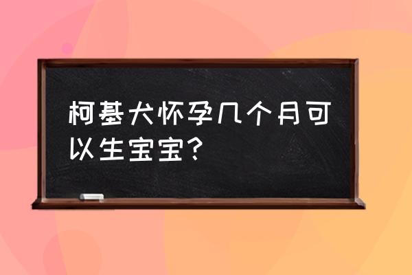 狗一般要怀孕几个月才生 柯基犬怀孕几个月可以生宝宝？