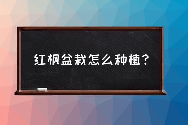 栽红枫树苗最好的方法 红枫盆栽怎么种植？