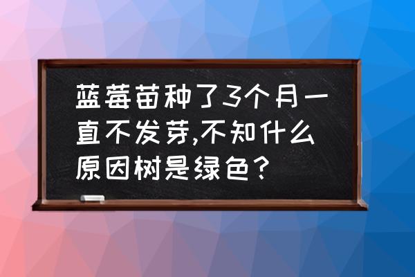 怎么判定蓝莓几年苗 蓝莓苗种了3个月一直不发芽,不知什么原因树是绿色？