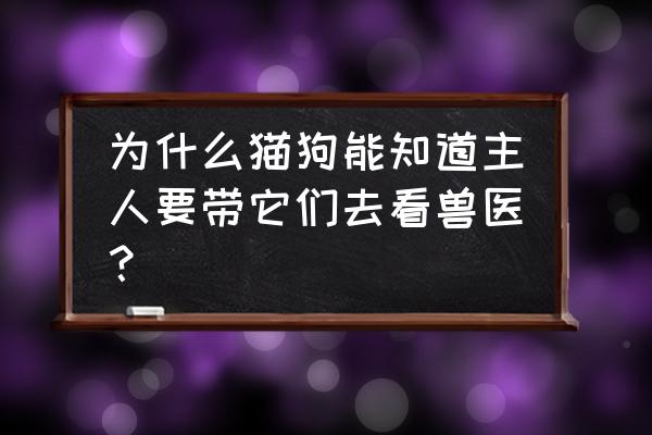 京东东东萌宠怎么发小程序 为什么猫狗能知道主人要带它们去看兽医？