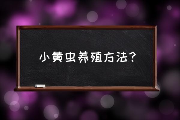 蚂蚱怎么养新手入门教程 小黄虫养殖方法？