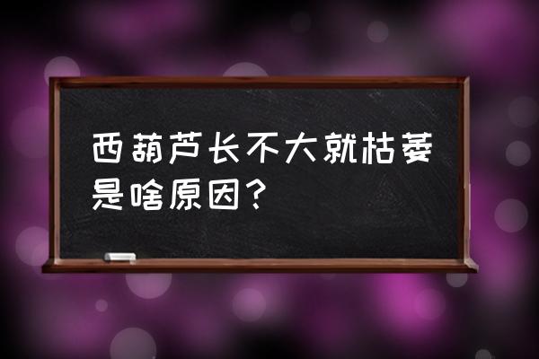 西葫芦长不大就枯萎是啥原因 西葫芦长不大就枯萎是啥原因？