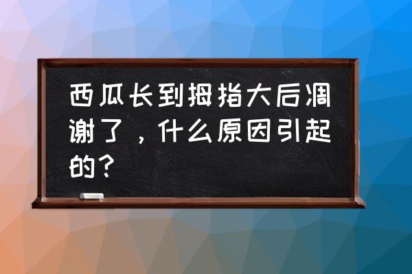 盆栽拇指西瓜种植时间和方法 西瓜长到拇指大后凋谢了，什么原因引起的？