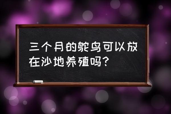 一至三个月的鸵鸟怎样喂养 三个月的鸵鸟可以放在沙地养殖吗？