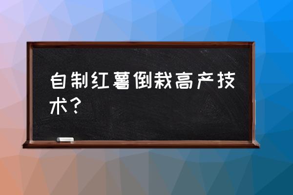 种红薯怎么种结的多 自制红薯倒栽高产技术？