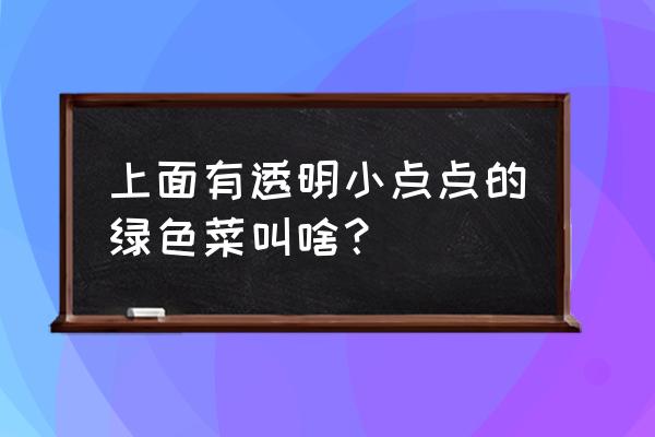 非洲冰草的生活习性 上面有透明小点点的绿色菜叫啥？