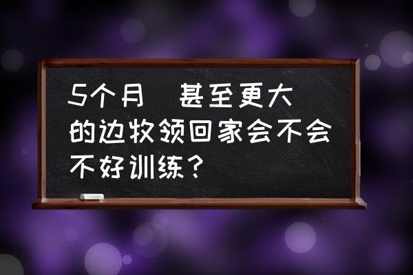 边牧被主人冷落的表现 5个月（甚至更大）的边牧领回家会不会不好训练？