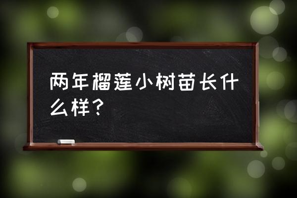 云南榴莲种苗多少钱一棵 两年榴莲小树苗长什么样？