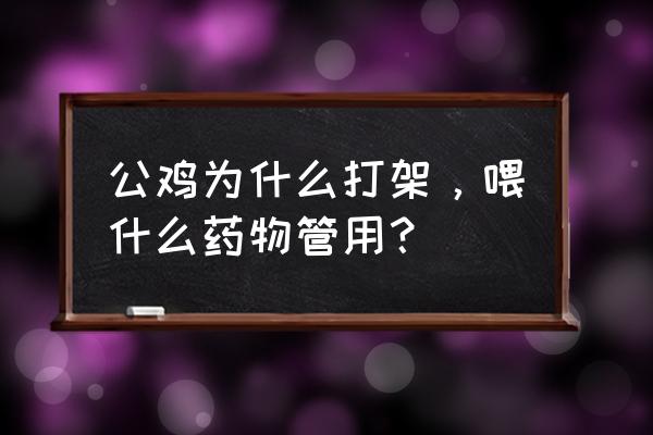 公鸡打架怎么办如何防止公鸡打架 公鸡为什么打架，喂什么药物管用？