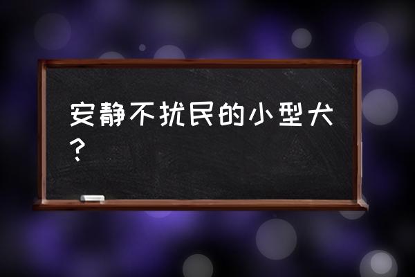 十种最省心的小蝴蝶犬 安静不扰民的小型犬？