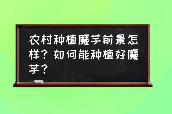 草木灰消毒魔芋种子 农村种植魔芋前景怎样？如何能种植好魔芋？